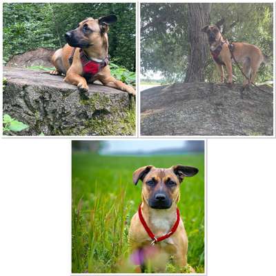 Hund und Natur-Beitrag-Bild