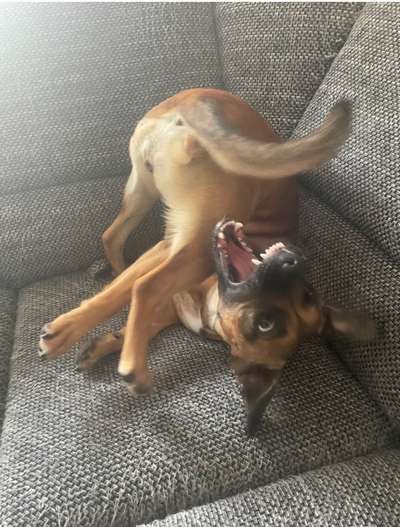 Dogorama Photo Challenge - Spielgesicht-Beitrag-Bild