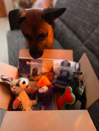 Dogorama Photo Challenge - Bescherung-Beitrag-Bild