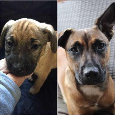 Welpenfotos-Beitrag-Bild