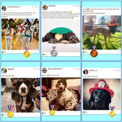 33. Handy Foto Challenge - Verkleidung deines Hundes-Beitrag-Bild