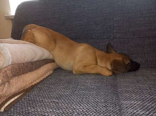 32. Handy Fotochallenge - Dein Hund im Land der Träume-Beitrag-Bild