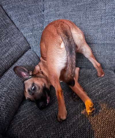 Comedyprogramm Hund:-Beitrag-Bild