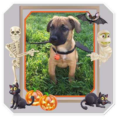 Fotochallange Nr.53 "HALLOWEEN"-Beitrag-Bild