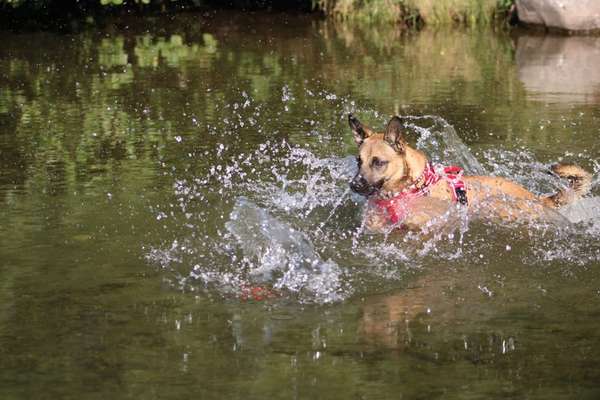 Fotowettbewerb: Wasserratte-Beitrag-Bild