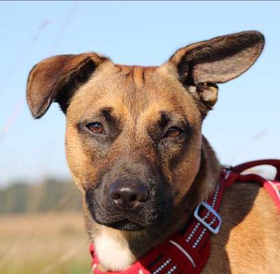 Die Dogorama Kalender Challenge Titelbild-Beitrag-Bild