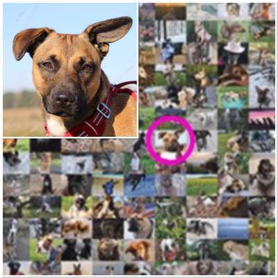 Zeig deinen Hund in der Kalender-Collage-Beitrag-Bild