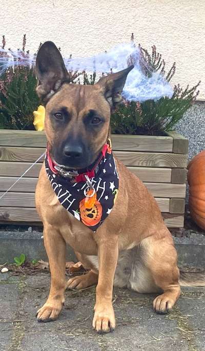 Fotochallange nr. 106
Der geschmückte Hund.-Beitrag-Bild