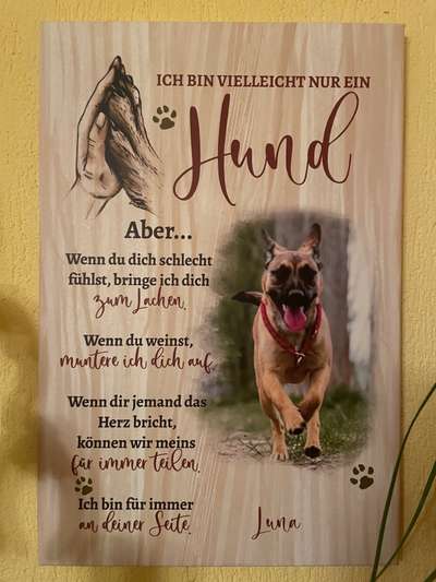 Hundesprüche-Beitrag-Bild