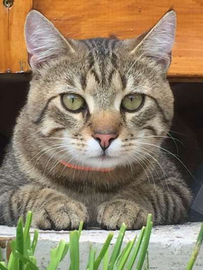 Hundebilder-Beitrag-Bild