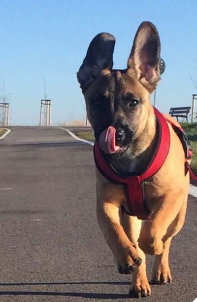 Tongue Out Tuesday-Beitrag-Bild