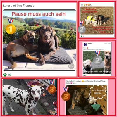 4. Kurzgeschichten Challenge Thema: Hundefreundschaften-Beitrag-Bild