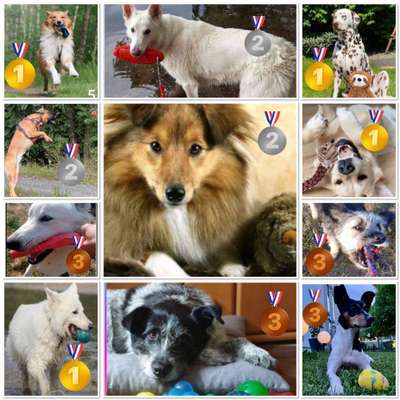 15. Collagenchallenge 
Dein Hund und sein Lieblingsspieli-Beitrag-Bild