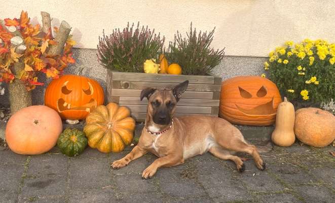 Dogorama Photo Challenge - Kürbis-Beitrag-Bild