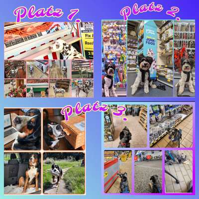 56. Foto Collage Challenge - Shopping Hund-Beitrag-Bild