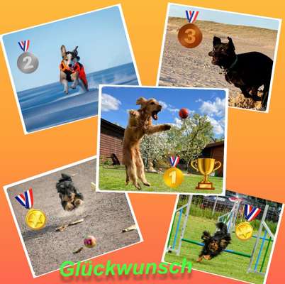 Dogorama Photo Challenge - Hunde in Action-Beitrag-Bild