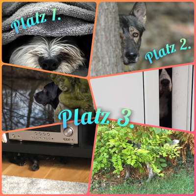 Dogorama Photo Challenge - Versteckspiel-Beitrag-Bild