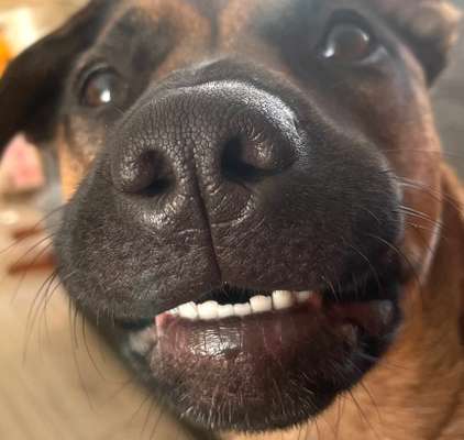 42. Handy Fotochallenge - Den richtigen Riecher haben-Beitrag-Bild