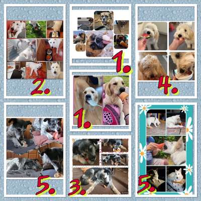 44. Collage Challenge - Lieblings Leckerli-Beitrag-Bild