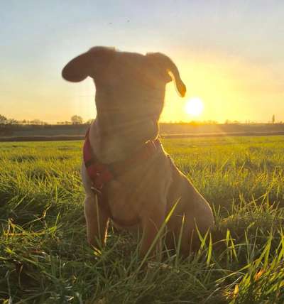 Sonnenaufgang mit Hund-Beitrag-Bild