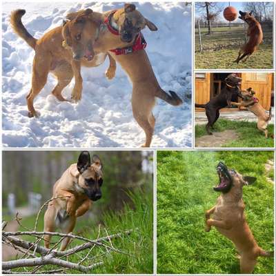 Hunde in Action-Beitrag-Bild