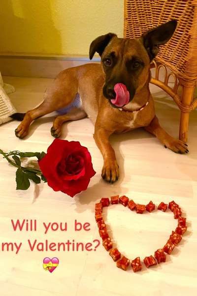 Valentins Wuffis-Beitrag-Bild