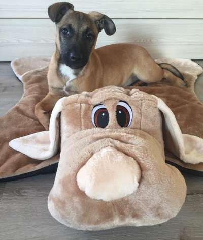 12. Farben Foto Challenge --- Braun-Beitrag-Bild