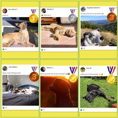 36. Handy Foto Challenge - Sonnenanbeter-Beitrag-Bild