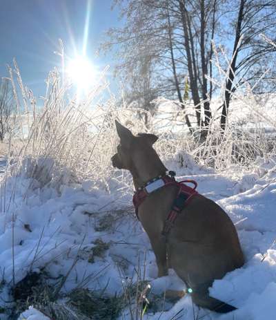 Dogorama Photo Challenge - Winterstimmung-Beitrag-Bild
