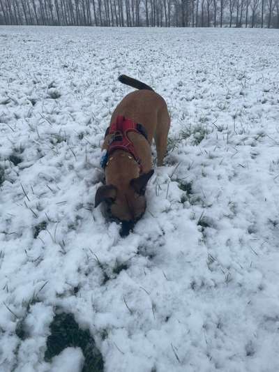 Dogorama Photo Challenge- Der Nase nach-Beitrag-Bild