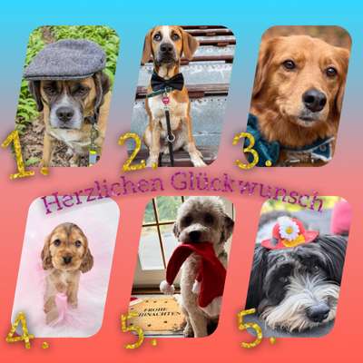 Dogorama Photo Challenge - Festliches Accessoires-Beitrag-Bild