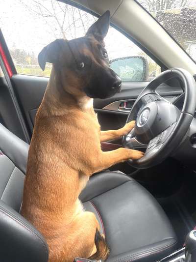 Foto Challenge Thema "Hunde im Auto"-Beitrag-Bild