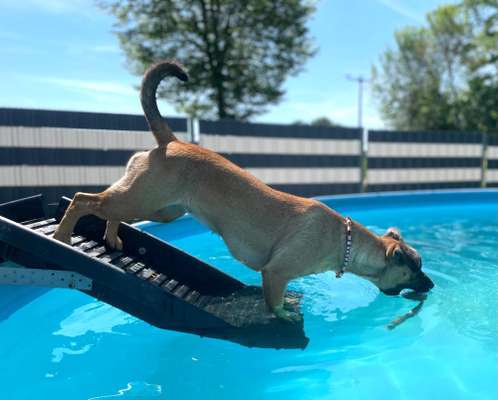 Dogorama Photo Challenge - Hündchen streckt dich-Beitrag-Bild