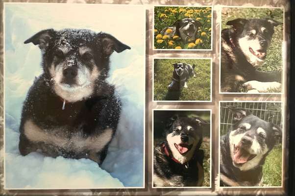 Unsere Fellnasen im Regenbogenland-Beitrag-Bild