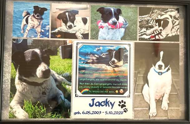 Unsere Fellnasen im Regenbogenland-Beitrag-Bild