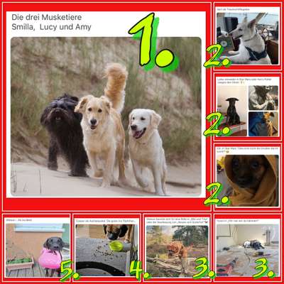 Dogorama Photo Challenge - TV Hund-Beitrag-Bild