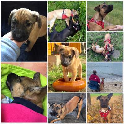 11. Collagen-Challenge
Dein*e Hund*e in verschiedenen Lebensphasen-Beitrag-Bild