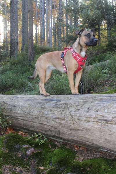 Wald Bild-Beitrag-Bild