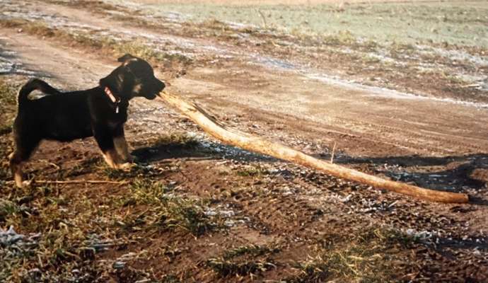 Knüppel aus dem Wald Foto Wettbewerb-Beitrag-Bild