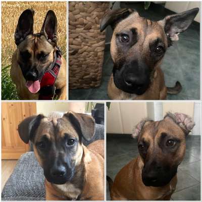 Was können eure Ohren so? ;)-Beitrag-Bild