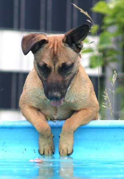 Dogorama Foto Aktion - Dein Hund im Dogorama Büro-Beitrag-Bild