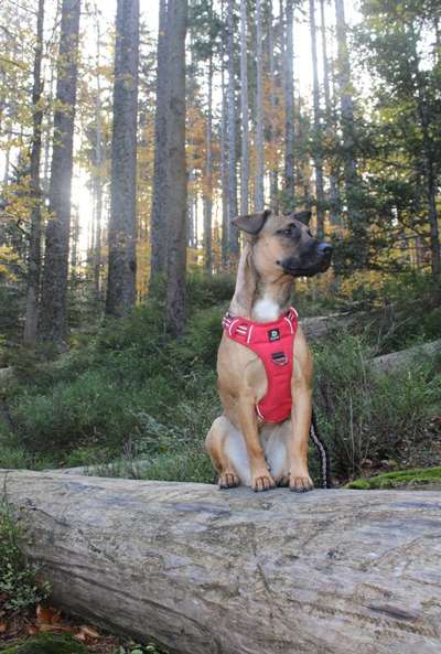 27. Handy Fotochallenge-Beitrag-Bild