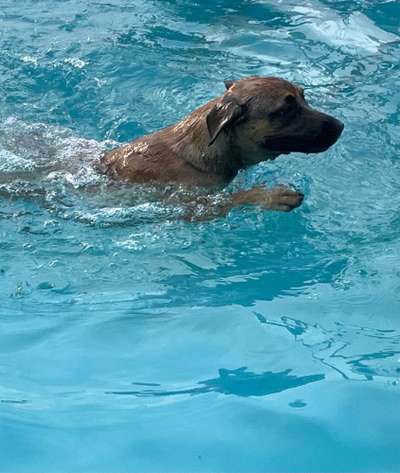 Hundeschwimmen-Beitrag-Bild