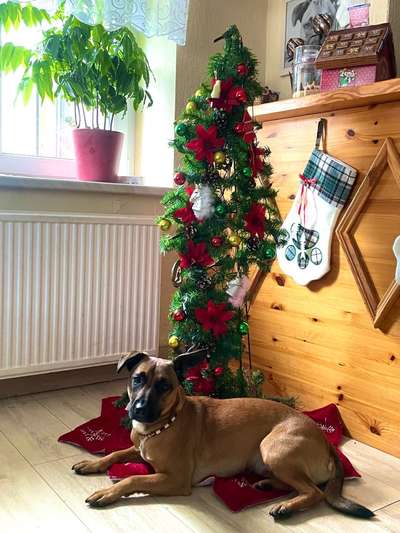 Dogorama Photo Challenge - Weihnachtsbaum-Beitrag-Bild