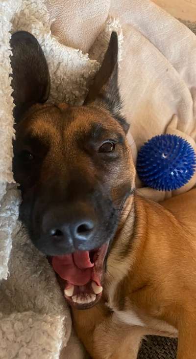 Zeigt mir die tollste Nahaufnahme von eurer Fellnase-Beitrag-Bild