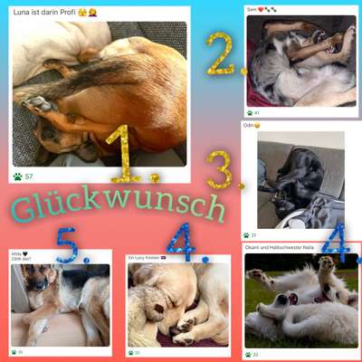 139. Fotochallenge - HUNDEKNOTEN-Beitrag-Bild