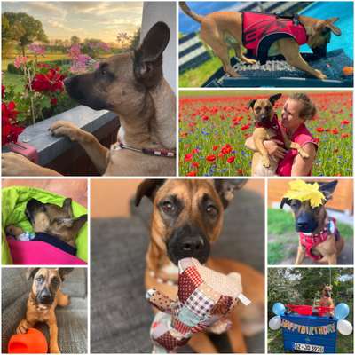 16. Collagen-Challenge  "Dein Hund ganz bunt - bring Farbe ins Spiel"-Beitrag-Bild