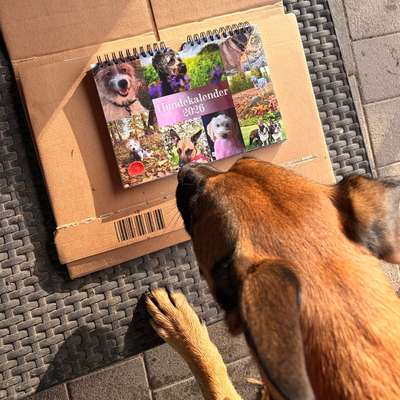 aktuelles Foto Gruppe Hundekalender 2026