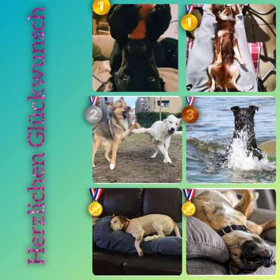 Dogorama Photo Challenge - besondere Eigenschaften-Beitrag-Bild