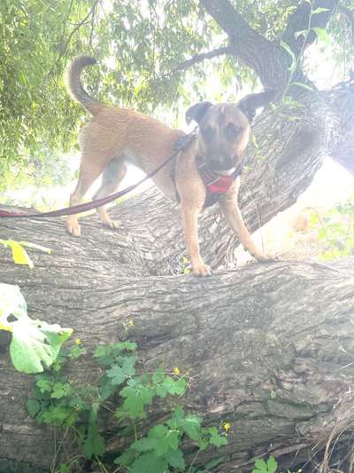 Zeigt euren Hund an eurem lieblingsplatz-Beitrag-Bild